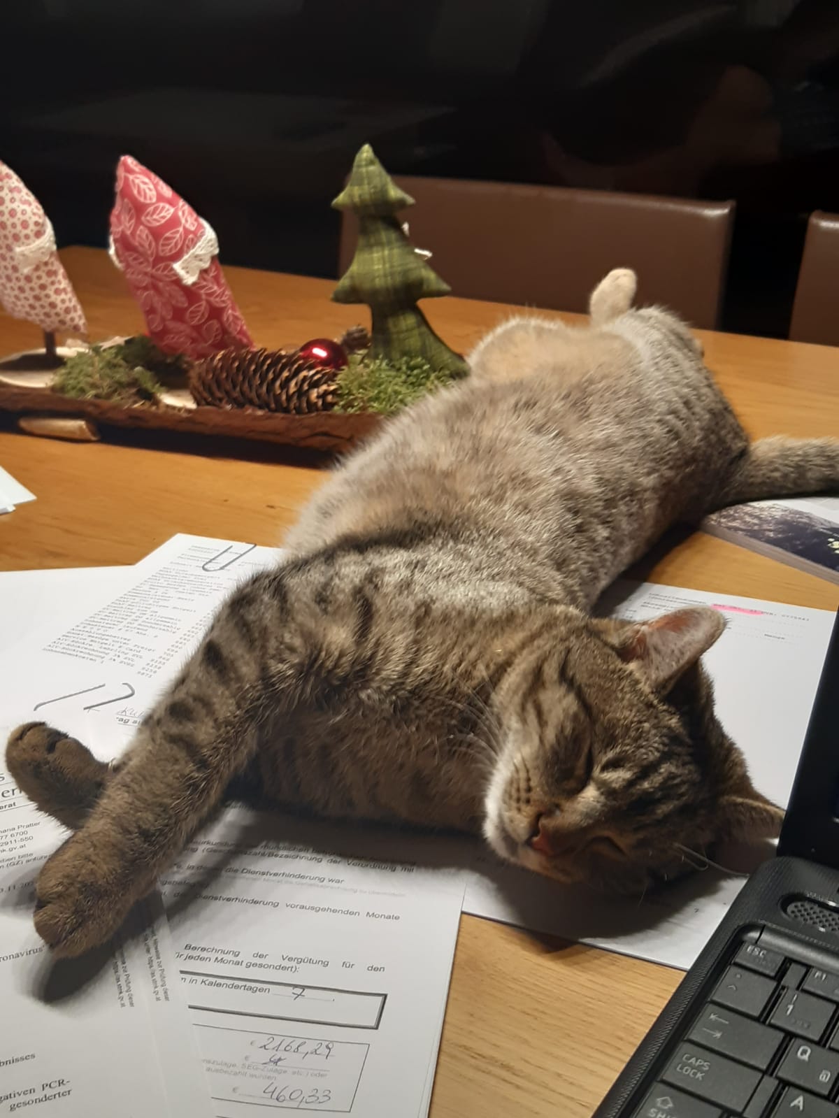 cat on table
